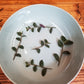 Tradescantia Baby Bunny Bellies, Cuttings x5