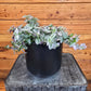 Tradescantia Lollipop, 6" Plant