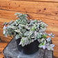 Tradescantia Lollipop, 6" Plant