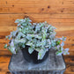 Tradescantia Lollipop, 6" Plant