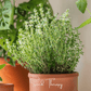 German Winter Thyme – 200 Seeds