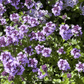 Lemon Thyme – 250 Seeds