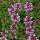 Lemon Thyme – 250 Seeds