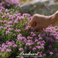 Wild Thyme – 100 Seeds