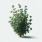 Thyme (Summer) Seeds (4x)