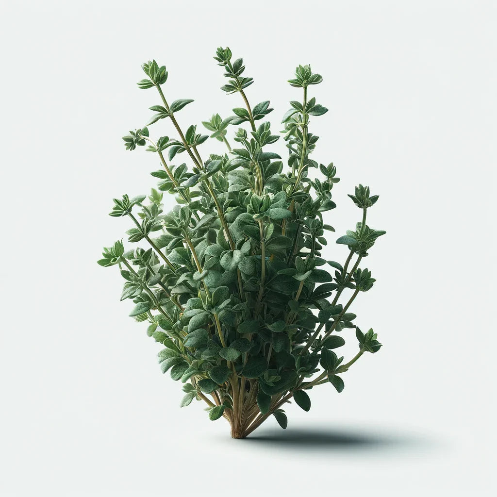 Thyme (Summer) Seeds (4x)