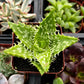 Tiger Tooth Aloe