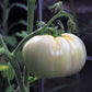50 WHITE Wonder BEEFSTEAK TOMATO Lycopersicon 1 - 2 lb Fruit Vegetable Seeds