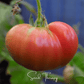Beefsteak Tomato – 30 Seeds
