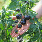 Black Cherry Tomato – 20 Seeds