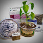 Pea Growing Kit - Vegetable Seed Starter Kit