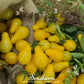 Yellow Pear Tomato – 50 Seeds
