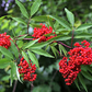 50 Red Elderberry Seeds | Sambucus racemosa | Non-GMO Native Shrub with Bright Red Berries | Wildlife-Friendly Landscape Plant