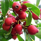 1 Cattley Strawberry Guava Psidium Cattleianum Seedlings 7"-12", Tropical Fruit, Edible Guava, Easy to Grow, Sweet & Delicious Fruit Plant