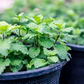 100 Peppermint Seeds | Mentha × piperita | Non-GMO Culinary Herb for Tea, Baking & Gardens | Perennial Mint for Containers or Beds