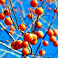 20 Persimmon Tree Seeds - Diospyros virginiana | Native Fruit Tree | Cold-Hardy | Edible Sugar Plum for Orchards & Wildlife