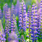 25 Seeds Lupine Perennial Blue for Planting – Lupinus perennis, Blue Flower, Hardy Plant, Easy to Grow, Attracts Pollinators, USDA Zones 3-9