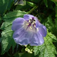 Nicandra physalodes Seeds - 100 Count - Apple of Peru - Annual Flower - Alaska Grown