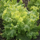 500 Seeds Mustard Southern Giant Curled for Planting (Brassica juncea) - Hearty, Curled Mustard Greens for Home Gardens, Fast-Growing