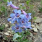 100 mg Seeds Penstemon Nitidus (Waxleaf Beardtongue) for Planting | Drought-Tolerant Perennial Wildflower for Gardens & Pollinator Habitats
