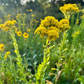 700 Oligoneuron Rigidum Stiff Goldenrod Seeds, Perennial Wildflower, Native, Yellow Blooms, Pollinator-Friendly, Garden, Landscape Plant