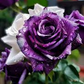 20 Rare Purple & White Twin Striped Rose Seeds - Unique Bicolor Blooms - Fragrant Perennial Flower - Easy to Grow - Heirloom Variety