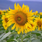 100+ Mammoth Sunflower Seeds | Giant Helianthus annuus Variety | Grow Tall Sunflowers for Pollinators, Privacy Screens & Bouquets