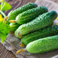 100+ Pickling Cucumber Seeds | Cucumis sativus | Crisp, Compact Variety for Pickles & Gardens | Non-GMO Vegetable Seeds
