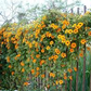 100 Black Eyed Susan Vine Seeds | Thunbergia alata | Exotic Climbing Flower | Non-GMO Seeds for Vertical Gardens & Trellises