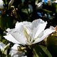 10 Seeds Bauhinia Alba – White Orchid Tree (Bauhinia variegata alba) | Stunning Flowering Plant for Planting