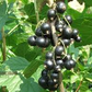 Ribes nigrum Seeds - 25 Count - Black Currant - Alaska Grown - Zone 3 Hardy