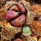 10 Dunstan Chestnut Tree Seeds - Hybrid American Castanea dentata x mollissima | Fast-Growing Edible Nut Tree | Cold Hardy