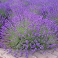 150 English Lavender Seeds | Lavandula angustifolia | Non-GMO Fragrant Herb and Flower for Borders, Pots & Pollinator Gardens