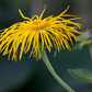 Inula magnifica Seeds (20) | Giant Elecampane Fleabane | Dramatic Garden Perennial | Alaska Grown