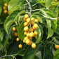 30 Seeds Celastrus scandens (American Bittersweet) for Planting | Native Climbing Vine for Garden, Landscaping & Wildlife Support