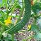 60 Seeds Asian Suyo Long Cucumber - Heirloom Non-GMO - High Yield China Long Hybrid - Sweet & Crisp - Great for Greenhouses, Gardens