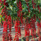 200 Seeds Waterfall Tomato - Heirloom, Non-GMO, High-Yield Cherry Tomato - Sweet & Juicy - Perfect for Gardens, Containers