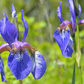 Iris setosa Seeds - 100 Count - Alaska Wild Harvested - Purple-Blue Flowers - Zone 3-9