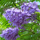 50 Blue Jacaranda Tree Seeds | Jacaranda mimosifolia | Fast-Growing Ornamental Tree with Purple Flowers | Non-GMO Tropical Seeds