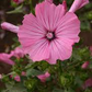 40 Seeds Rose Mallow Dwarf Mix (Hibiscus moscheutos) - Colorful Perennial Flower, Compact, Ideal for Gardens, Attracts Pollinators