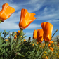 1,000 California Poppy Seeds | Eschscholzia californica | Non-GMO Wildflower for Pollinator Gardens, Borders & Dry Landscapes