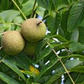5 Black Walnut Seeds - Juglans Nigra | Hardy Perennial Nut Tree | Fast-Growing Shade Tree for Landscaping & Wildlife