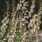 100 mg Seeds Penstemon Palmeri (Palmer's Beardtongue) for Planting | Fragrant Native Wildflower for Dry, Rocky Soils & Pollinator Gardens