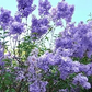 50 Purple Lilac Seeds | Syringa vulgaris | Non-GMO Fragrant Shrub for Landscaping, Hedges & Spring Blooms | Stunning Purple Flowers