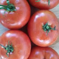 100 mg VR Moscow Tomato Seeds - Solanum lycopersicum | Heirloom Disease-Resistant Tomato for Planting, Gardening & Slicing