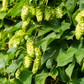 5 Saaz Hops Seeds | Humulus lupulus | Non-GMO Hop Vine for Vertical Gardens, Trellises & Landscapes | Fast-Growing Climber