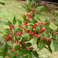 250 mg Seeds Ilex Verticillata - Winterberry Holly for Planting | Decorative Shrub for Wildlife & Landscaping