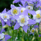 500+ Blue Colorado Columbine Seeds | Aquilegia caerulea | Non-GMO Perennial Wildflower for Pollinator Gardens & Rocky Landscapes