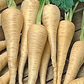 100+ Parsnip Seeds for Planting | Heirloom Pastinaca sativa | Cool Season Root Vegetable for Garden Beds, Raised Rows, or Containers