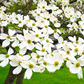 10 Flowering Dogwood Seeds | Cornus florida | Ornamental Tree for Landscaping & Wildlife Gardens | Non-GMO Spring Blooms